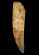 Spinosaurus Tooth - Rooted! #64587-1